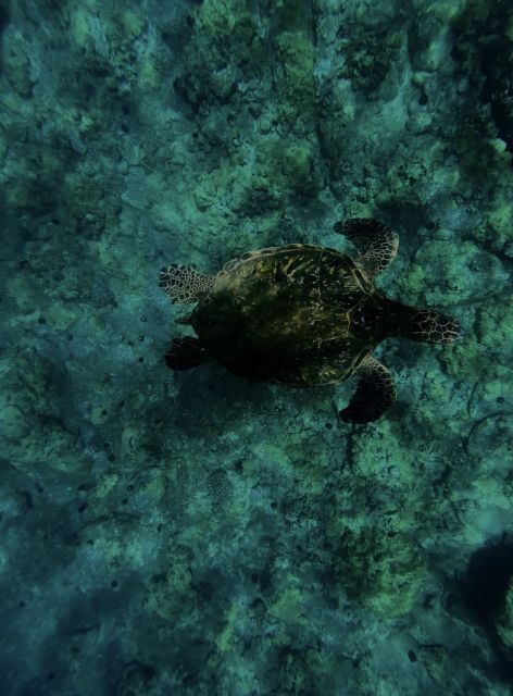 Night Time Snorkel At Turtle Town With Lights And Stars - Final Thoughts