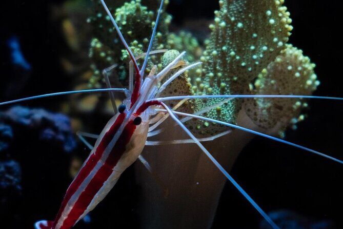 Night-Time Snorkel at TurtleTown with Stars, Lights, and Photos - Summary