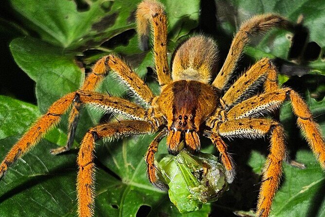 night tour experience in Tortuguero - Final Thoughts on Value