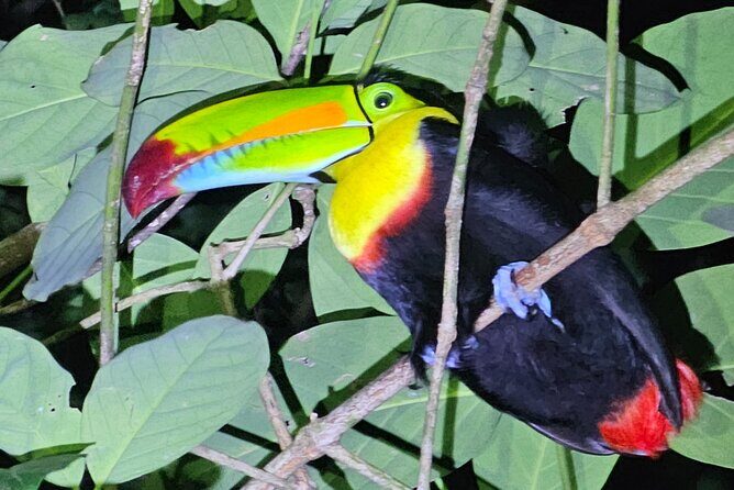 night tour experience in Tortuguero - Frequently Asked Questions (FAQs)