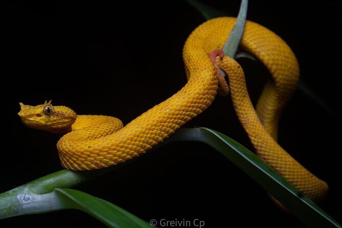 Night tour guided experience Uvita - Price and Value: Is It Worth It?