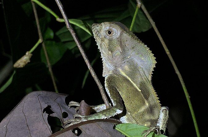 Night tour guided experience Uvita - Final Thoughts: Is This Night Tour Right for You?