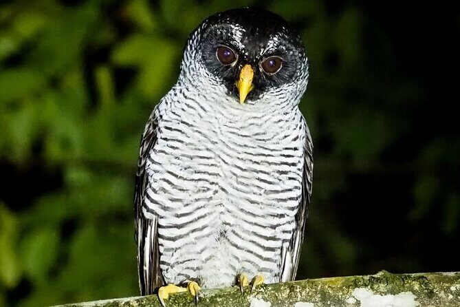 Night tour guided experience Uvita - Frequently Asked Questions