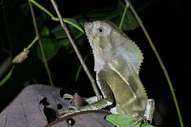 Night tour guided experience Uvita - Final Words