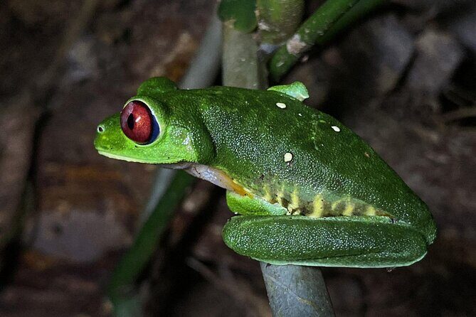 Night tour guided experience Uvita - Key Points