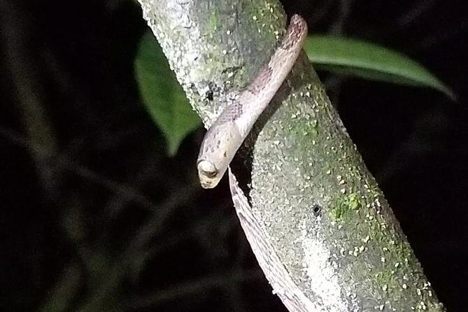 Night Tour in Nuevo Arenal - Key Points