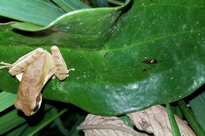 Night Tour in Nuevo Arenal - Exploring the Night Tour in Nuevo Arenal: An In-Depth Look