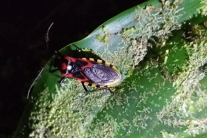 Night Tour in Nuevo Arenal - Frequently Asked Questions