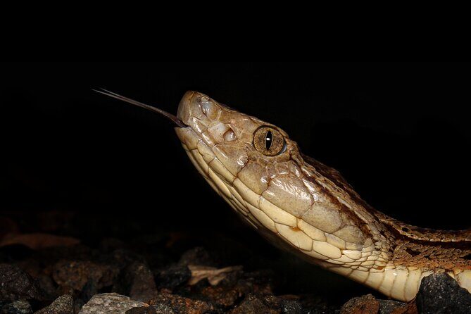 Night Tour La Fortuna - Frequently Asked Questions