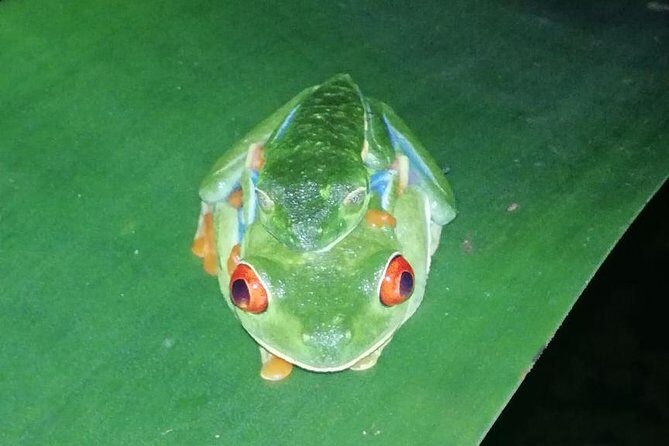 Night tour La Fortuna - A Deep Dive into the Night Tour Experience