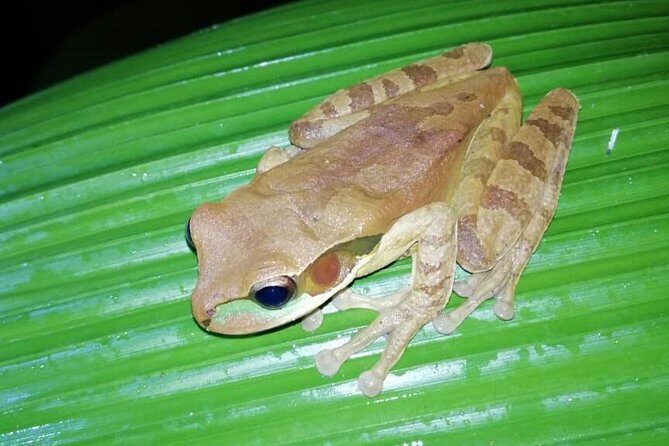 Night tour La Fortuna - A Closer Look at the La Fortuna Night Tour