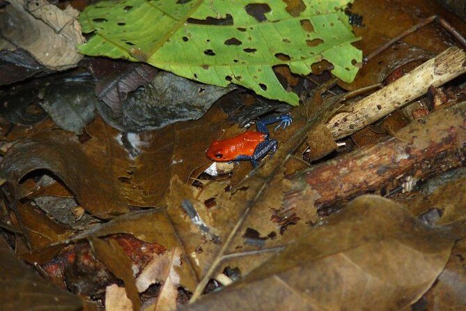 Night tour La Fortuna - What to Expect on the Itinerary