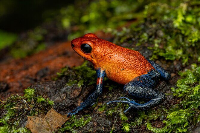 Night tour through the Tropical Forest at Tifakara - A Deep Dive into the Tifakara Night Forest Tour