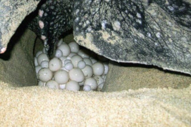 Night Turtle Nesting Tour from Tamarindo - A Detailed Look at the Night Turtle Nesting Tour