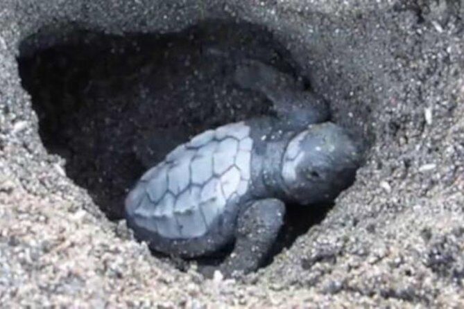 Night Turtle Nesting Tour from Tamarindo - The Sum Up