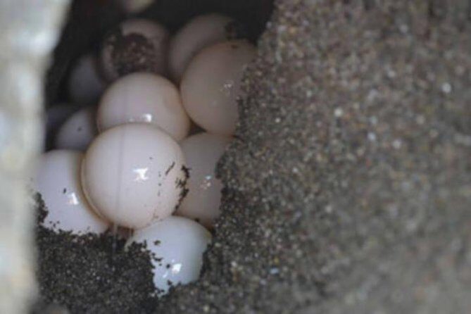 Night Turtle Nesting Tour from Tamarindo - Frequently Asked Questions