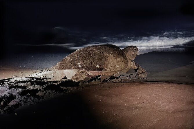 Night Turtle Nesting Tour from Tamarindo - Experience the Night Turtle Nesting Tour from Tamarindo