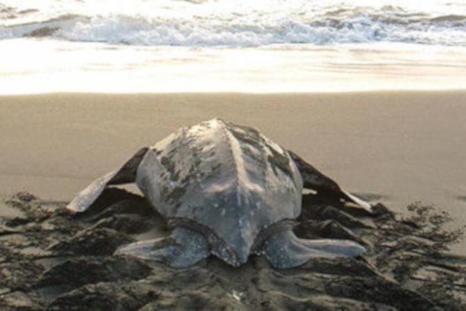 Night Turtle Nesting Tour from Tamarindo - Frequently Asked Questions