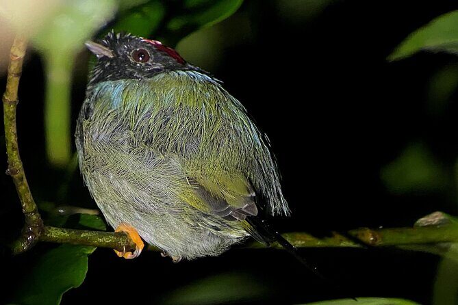 Night walk among the natural jewels of Monteverde - A Nighttime Adventure in Monteverde’s Cloud Forest