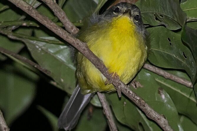 Night walk among the natural jewels of Monteverde - Key Points