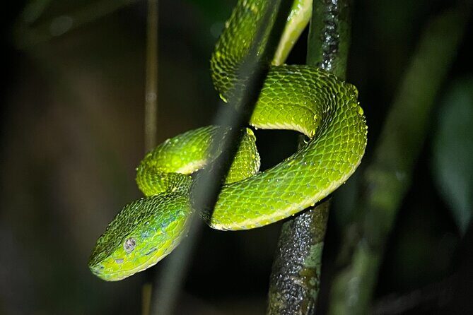 Night walk among the natural jewels of Monteverde - Final Thoughts: Who Will Love This?