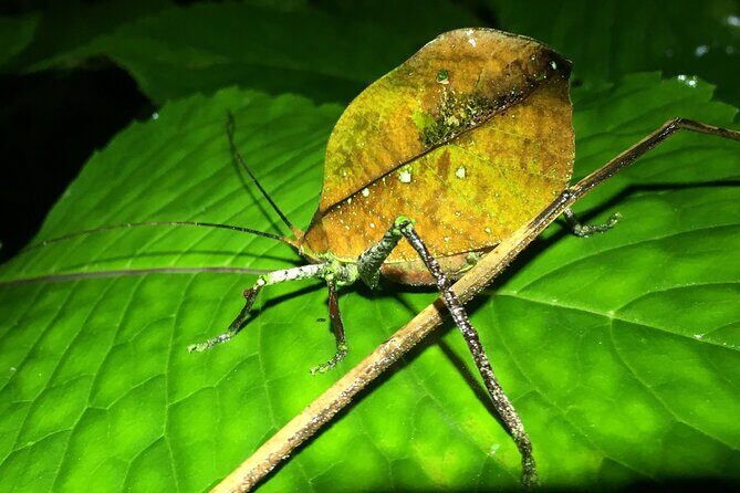 Night walk among the natural jewels of Monteverde - FAQ About the Monteverde Night Walk