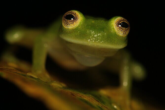 Night Walk Around Arenal Volcano - The Itinerary: Walking Through the Night