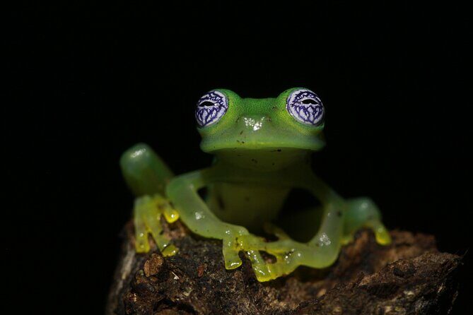 Night Walk Around Arenal Volcano - Valuing the Experience: Price and Individual Benefits