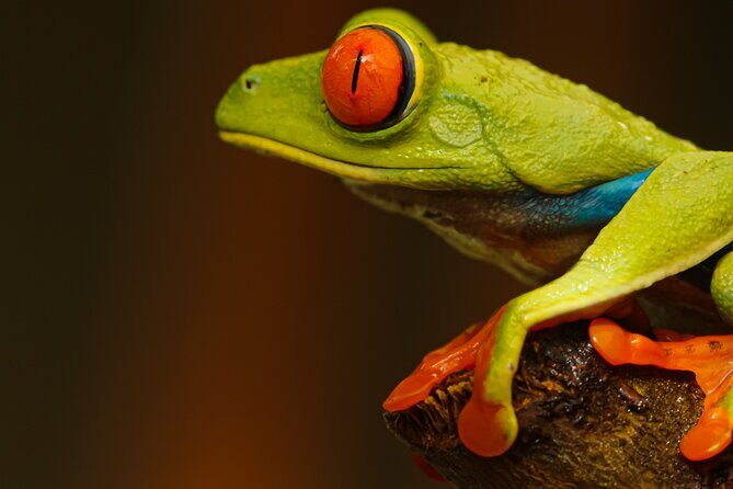 Night Walk Around Arenal Volcano (PRIVATE) - Experience the Nighttime Magic of Arenal Volcano with a Private Night Walk