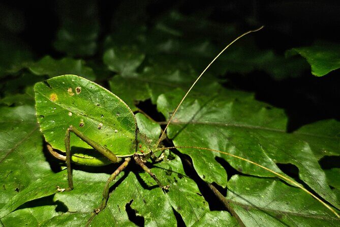 Night Walk Around Arenal Volcano (PRIVATE) - FAQ: Night Walk Around Arenal Volcano