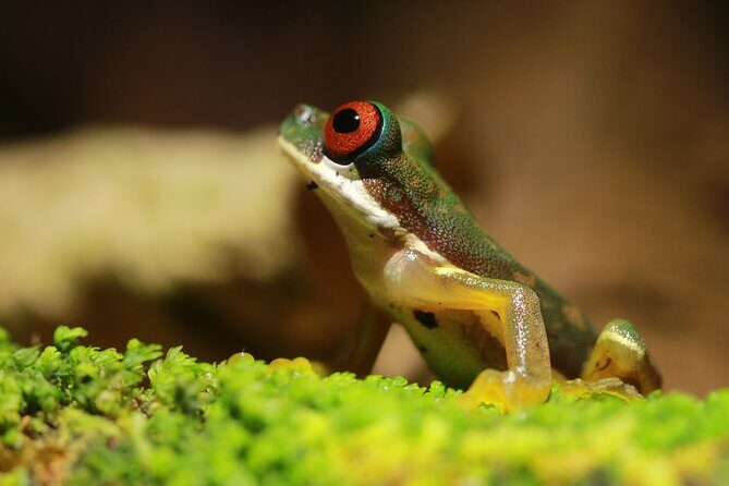 Night Walk Around The Arenal Volcano - The Sum Up