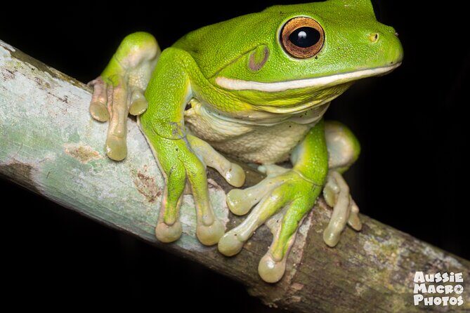 Night Walk in Cairns Botanic Gardens - Let's Go Buggin - Exploring the Cairns Night Walk: What to Expect