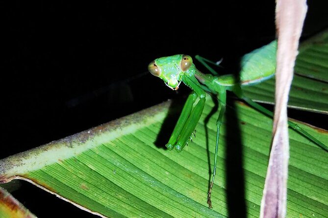 Night Walk in the Monteverde Cloud Forest. - Key Points