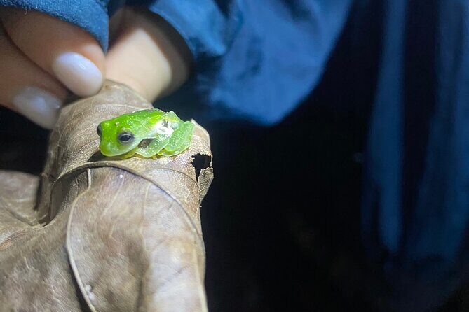 Night Walk Tour and Jungle Dinner in Jaco - Key Points