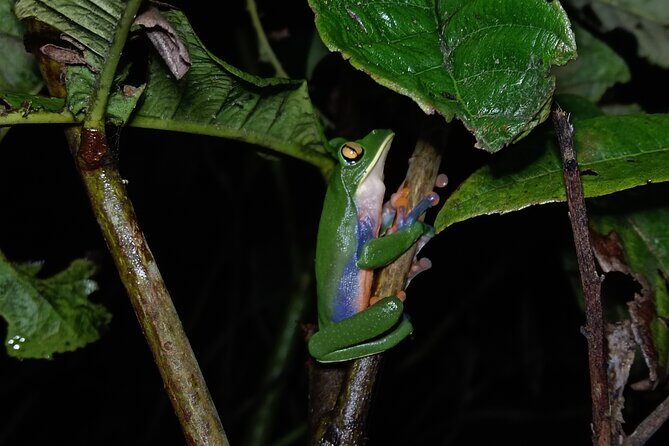 Night Walk Tour in Monteverde - Experience the Night Walk Tour in Monteverde