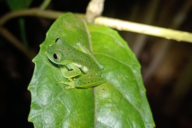 Night Walk Tour in Monteverde - Key Points