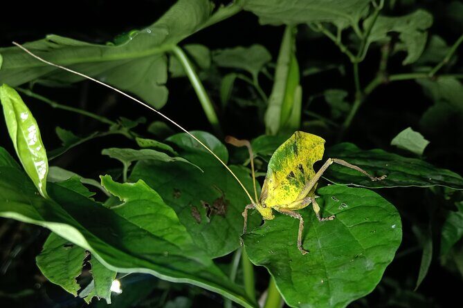 Night Walk Tour in Monteverde - Final Thoughts: Is It Worth It?