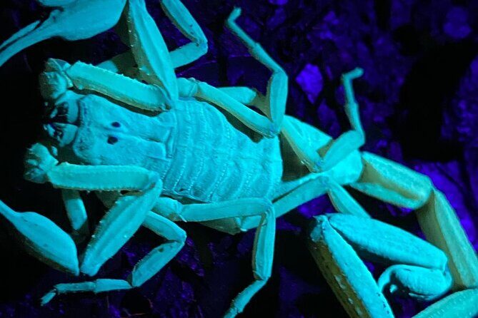 Night Walk Tour Monteverde - Why We Like This Tour