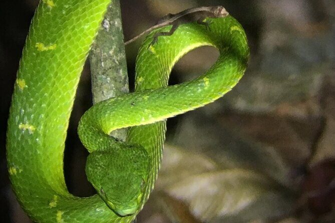 Night Walk Tour Monteverde - Final Thoughts