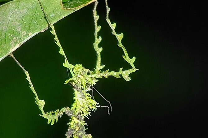 Night Walking Tour in Monteverde Wildlife Refuge - What to Expect on the Night Walking Tour in Monteverde
