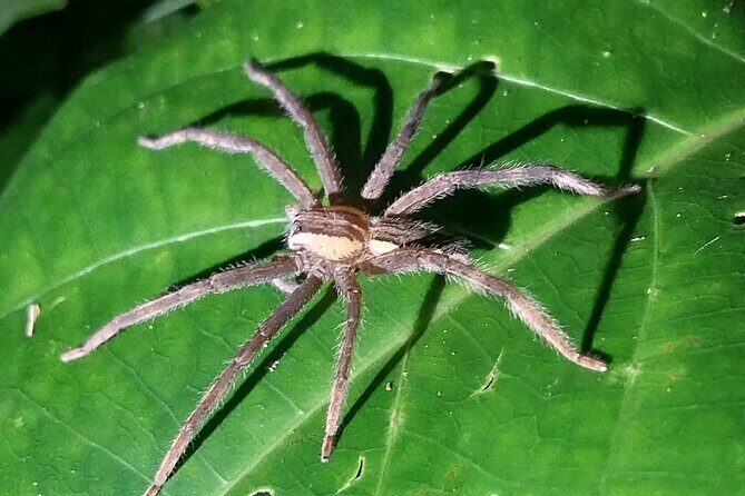 Night walking tour, Night Walk. - Key Points