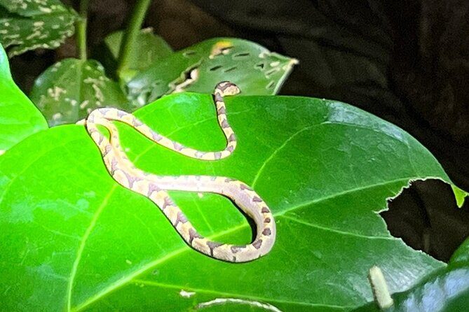 Night walking tour, Night Walk. - A Closer Look at the Night Walk Experience