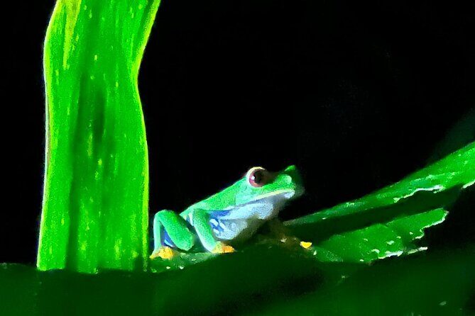 Night walking tour, Night Walk. - Final Thoughts: Is It Worth It?