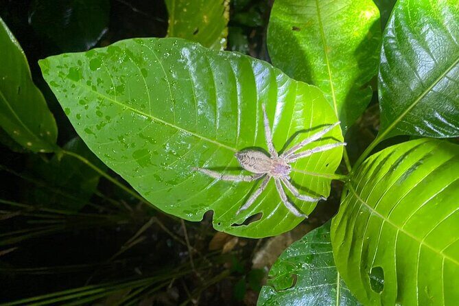 Night walking tour, Night Walk. - FAQs