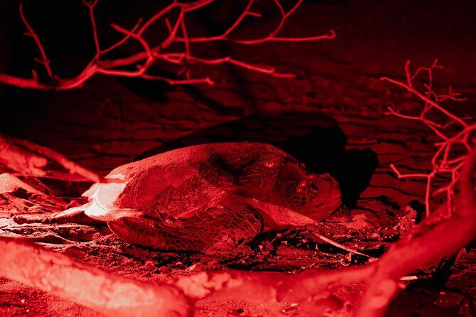Night Watching of Sea Turtles from Tamarindo - Key Points