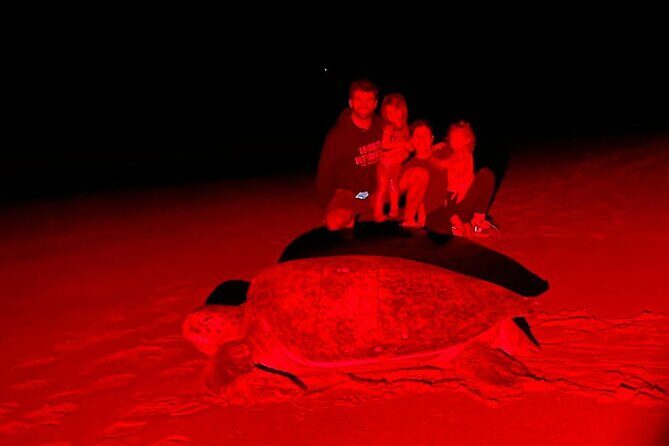Night Watching of Sea Turtles from Tamarindo - Exploring the Night Watching of Sea Turtles Tour in Tamarindo