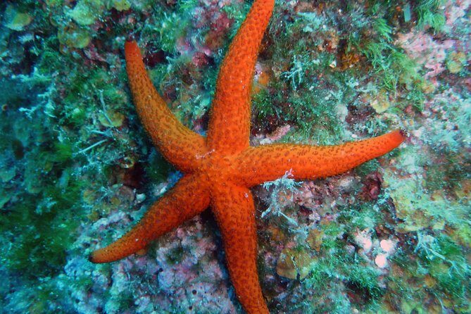 Nightsnorkeling - Exploring Krk Island’s Nightsnorkeling: The Experience in Detail