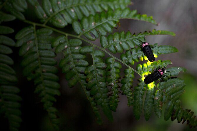 Nighttime Forest Firefly Hike - Discover the Nighttime Forest Firefly Hike in Asheville