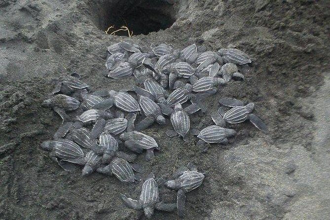 Nighttime Sea Turtle Watching - The Bottom Line: Is It for You?