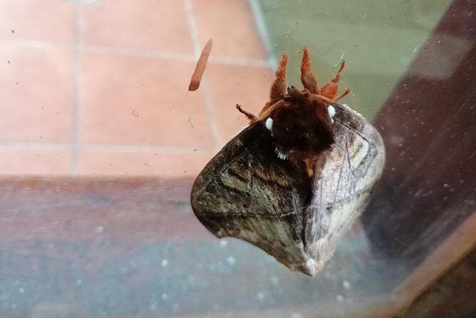 Nightwalk Monteverde by Pablos natural tour - Key Points